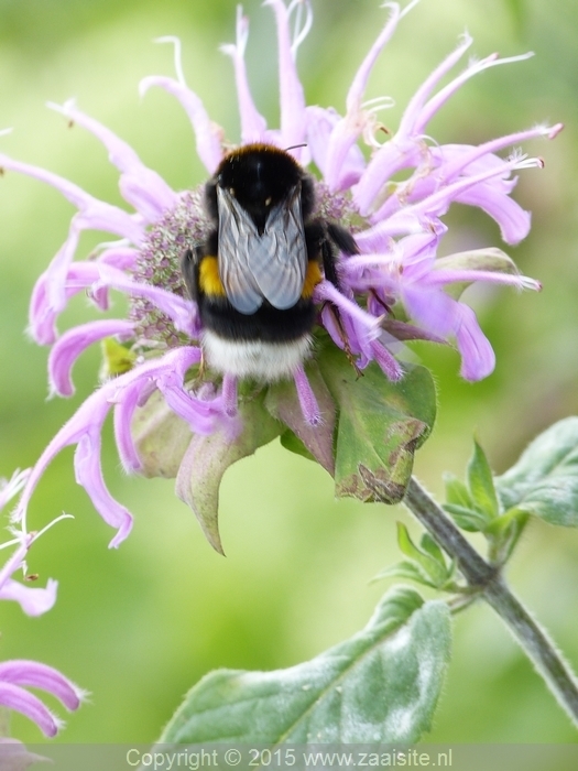 monarda violet queen