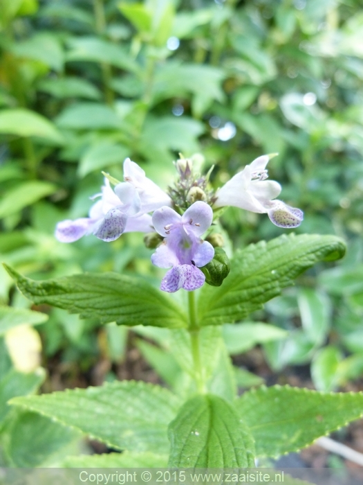 nepeta subsessilis cool cat, kattenkruid