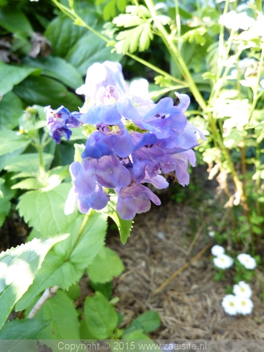 nepeta subsessilis cool cat, kattenkruid