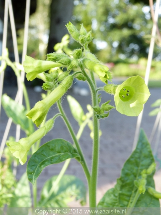 nicotiana langsdorfii - siertabak