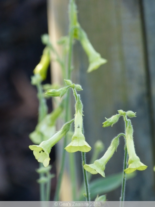 nicotiana langsdorfii - siertabak