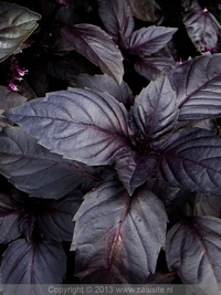 ocimum basilicum dark opal