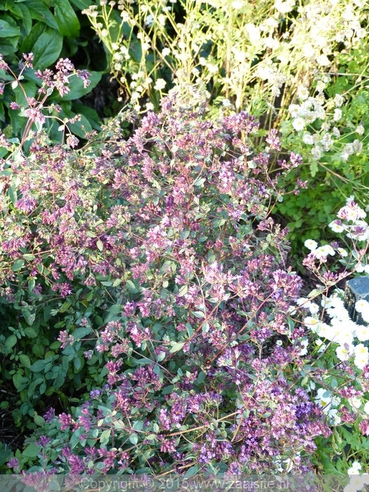 origanum laevigatum hopley's