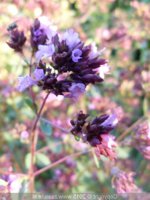 origanum laevigatum hopley's