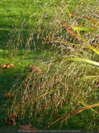 panicum virgatum strictum