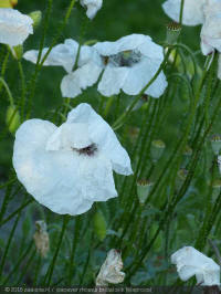 papaver rhoeas bridal silk, klaproos