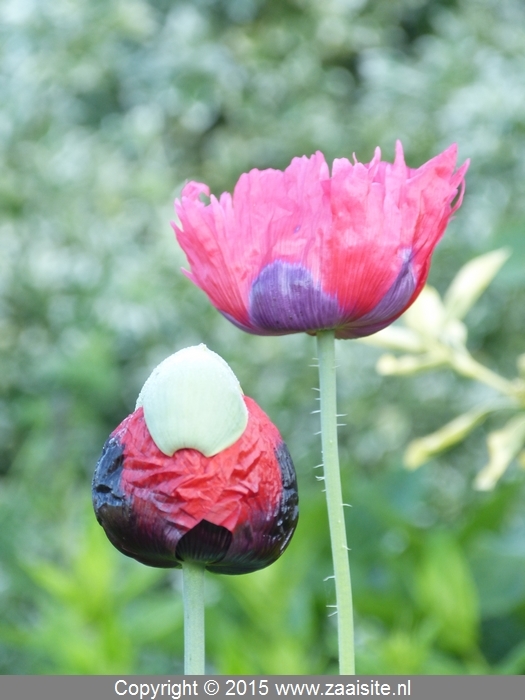 papaver somniferum pepperbox - slaapbol