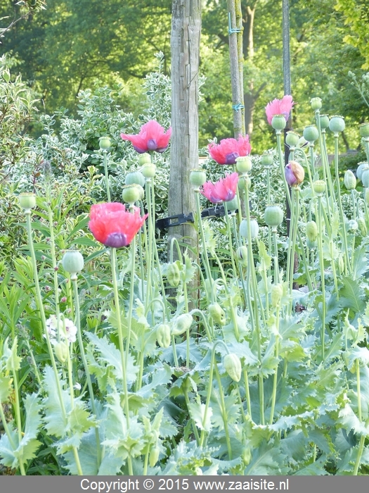 papaver somniferum pepperbox - slaapbol (groep)