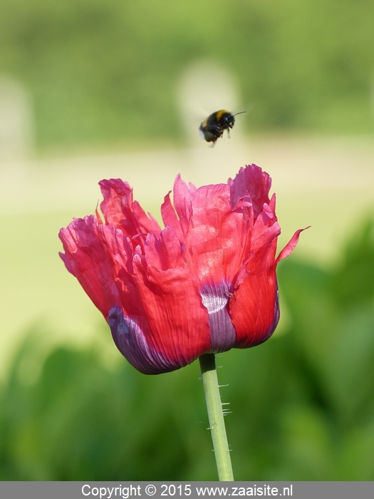 papaver somniferum pepperbox - slaapbol