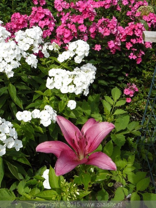 phlox paniculata pink flame, phlox omega, lelie Wine