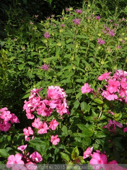 phlox paniculata pink flame, vlambloem