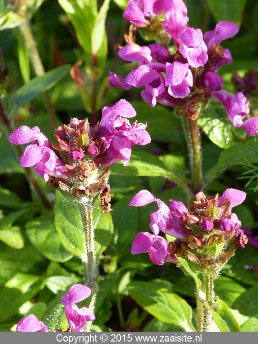 prunella grandiflora carminea, grootbloemig bijenkorfje