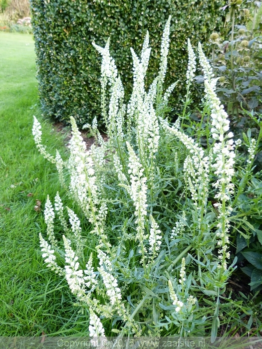 reseda alba - witte wouw