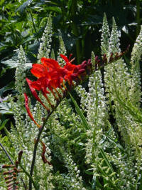 reseda alba - witte wouw met montbretia lucifer