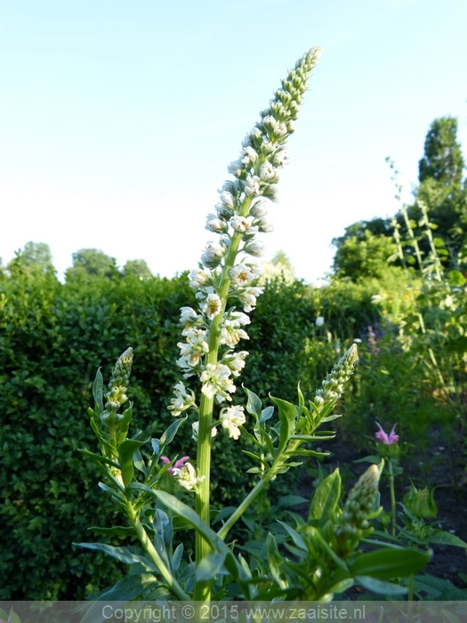 reseda alba - witte wouw