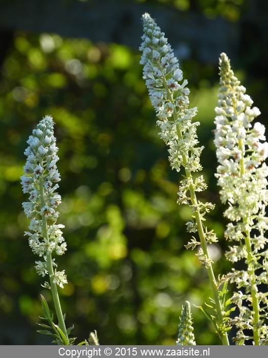 reseda alba - witte wouw