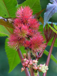 ricinus communis carmencita pink, castor tree