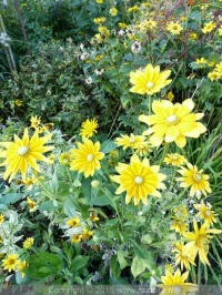 rudbeckia hirta irish eyes