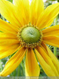 rudbeckia hirta iris eyes