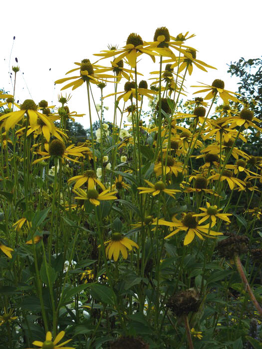 rudbeckia laciniata, slipbladige rudbeckia