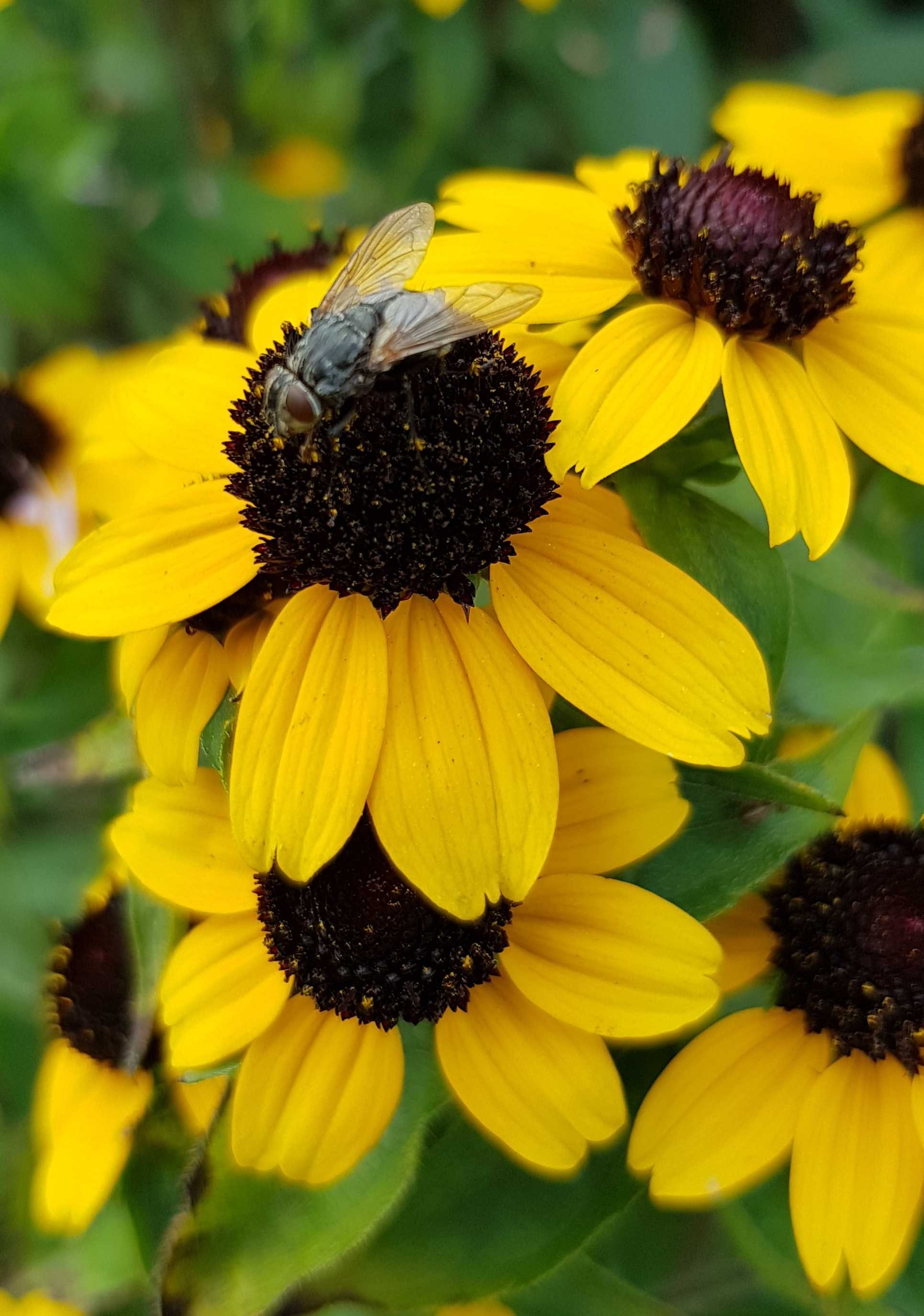 rudbeckia triloba, brown-eyed susan, eenjarige gele zonnehoed