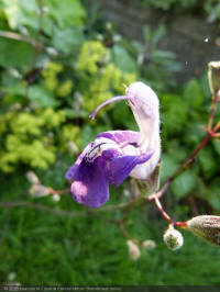 salvia candelabrum, kandelaar salie