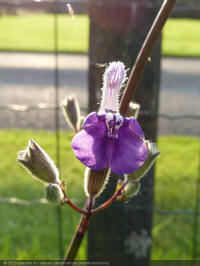 salvia candelabrum, kandelaar salie