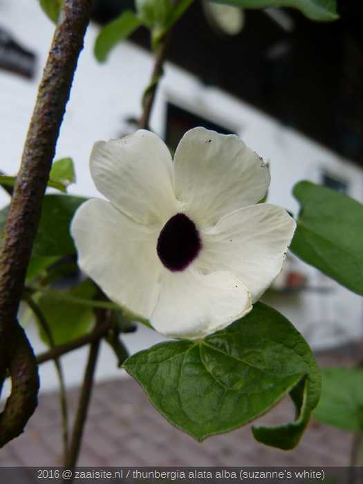 thunbergia alata alba