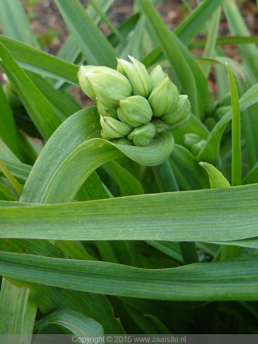 tradescantia - aanvang bloei