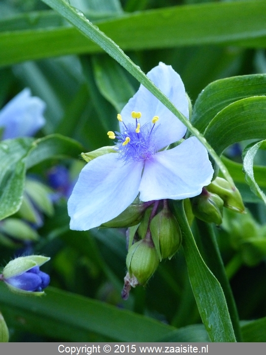 tradescantia j.c. wequelin - vaderplant