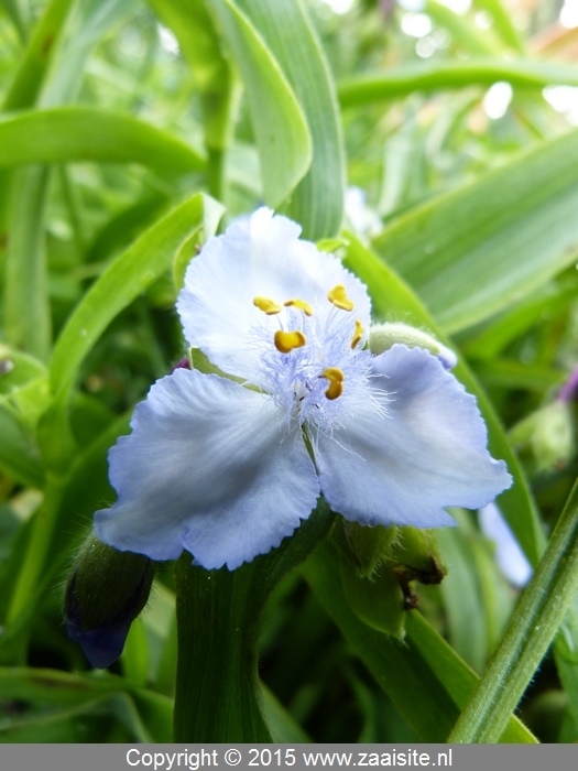 tradescantia j.c. wequelin - vaderplant