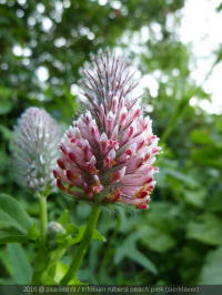 trifolium rubens peach pink, sierklaver