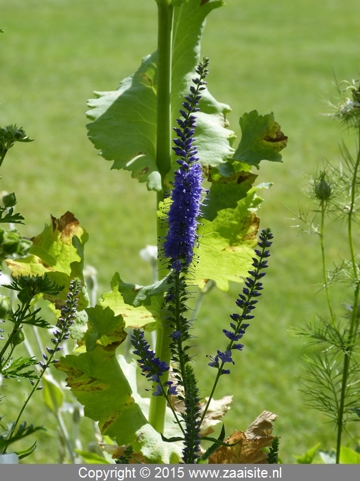 veronica spicata ex icicle