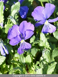 viola corsica bertolonii