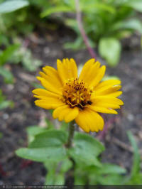 Zinnia Zahara Starlight Yellow