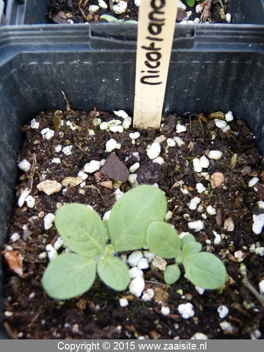 nicotiana langsdorfii zaailing