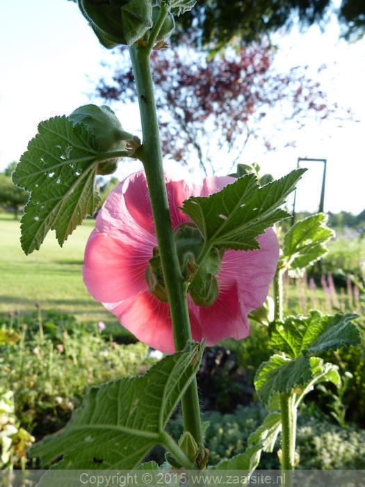 alcea rosea hot pink - stokroos