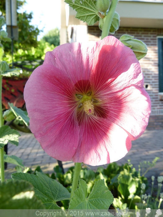 alcea rosea hotpink - stokroos