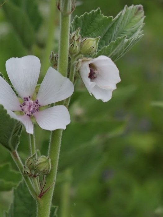 althaea officinalis