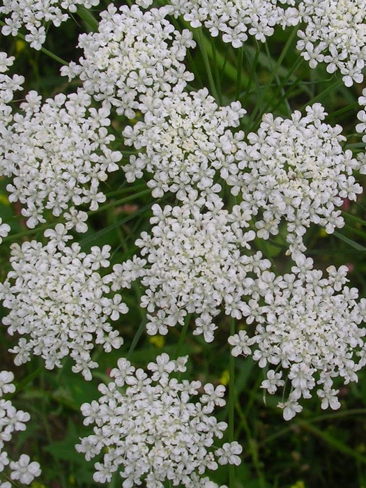 ammi majus - witte kantbloem