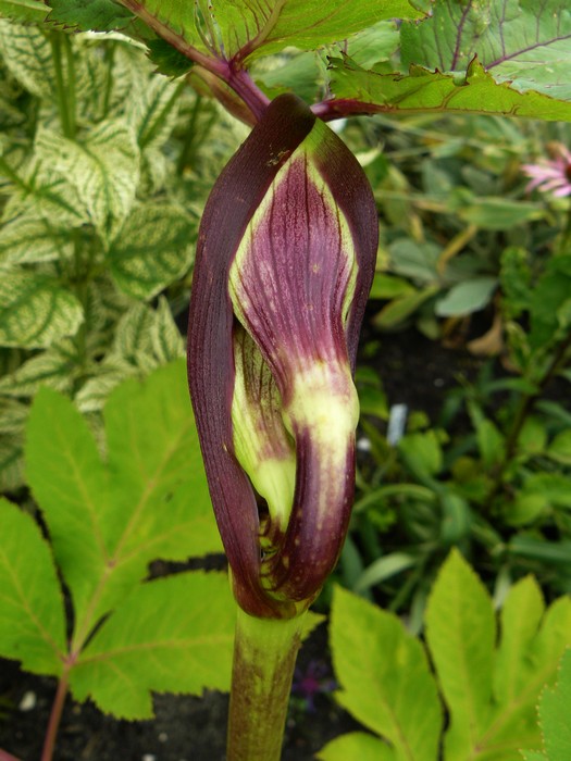 angelica gigas, engelwortel