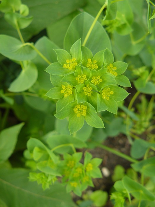 bupleurum rotundifolium - doorwas