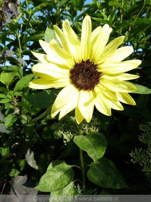 helianthus debilis sunny yellow