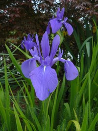 iris_laevigata_bleu