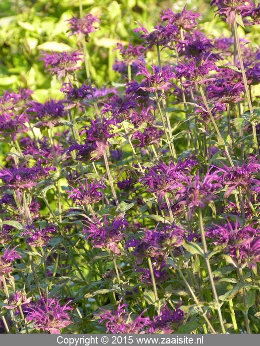 monarda thundercloud - bergamotplant