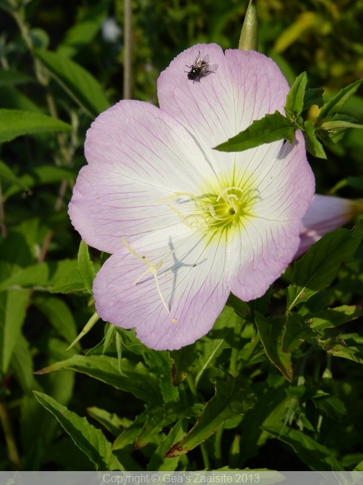 oenothera speciosa siskiyou pink