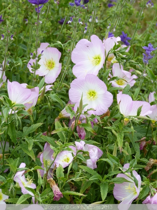 oenothera speciosa siskiyou pink