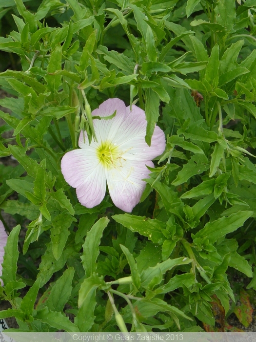 oenothera speciosa siskiyou pink