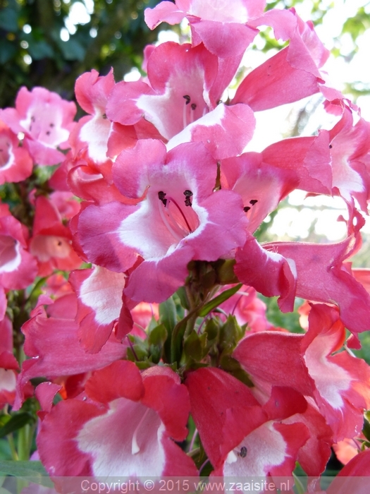 penstemon hartwegii phoenix magenta