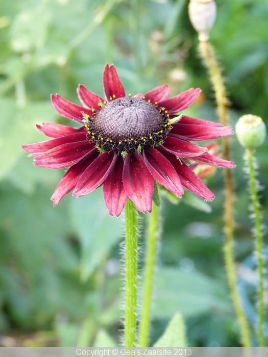 rudbeckia hirta cherry brandy